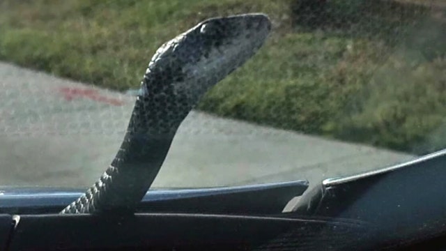 Florida driver surprised by snake