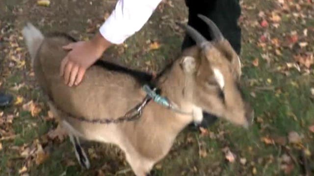 Man fights to keep his therapy goat