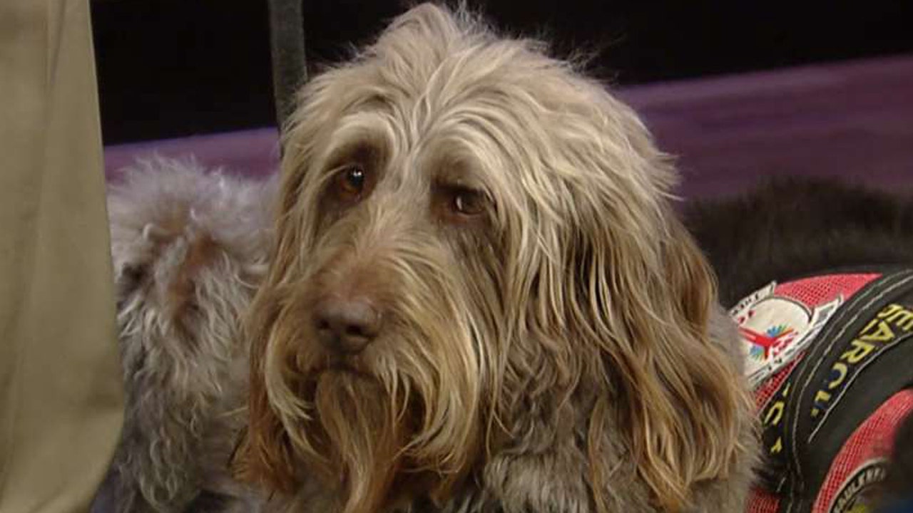 Two Detroit police officers shot more than 100 dogs combined, report finds - Fox News