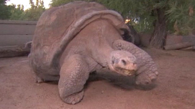 Out with the old? Retirement for zoo's 100-year-old tortoise