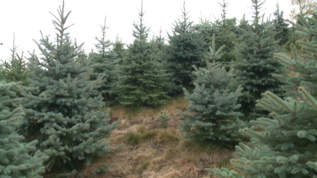 Christmas trees farmers nervously eye Northeast drought