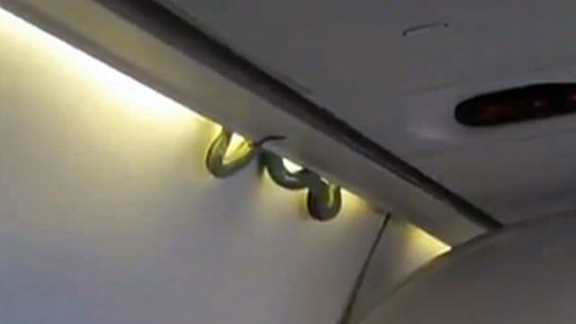 Raw video: Live snake spotted dangling overhead bin