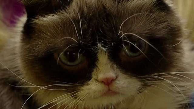 After the Show Show: Grumpy Cat!