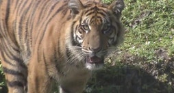 Satu the Sumatran tiger cub turns one year old