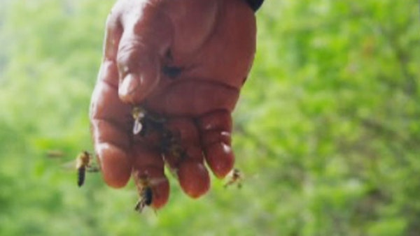 National Geographic Explorer returns to investigate hallucinogenic honey hunters in the Himalayas