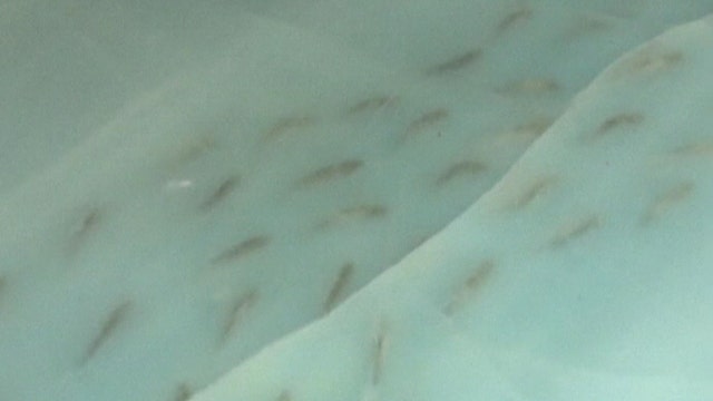 Dead fish frozen in ice skating rink causes uproar in Japan