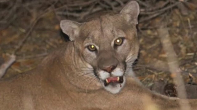 Wildlife officials give rancher permit to kill mountain lion