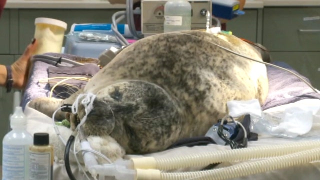 Life-saving surgery for harbor seal in Salt Lake City