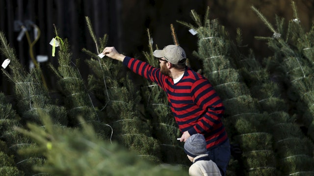 Bah humbug! Christmas tree prices on the rise
