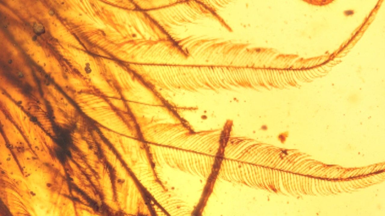 dinosaur tail trapped in amber