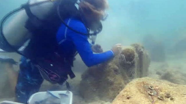 Marine laboratory works to save dying coral reefs