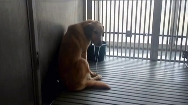 PETA accuses Texas A&M facility of cruelty against dogs