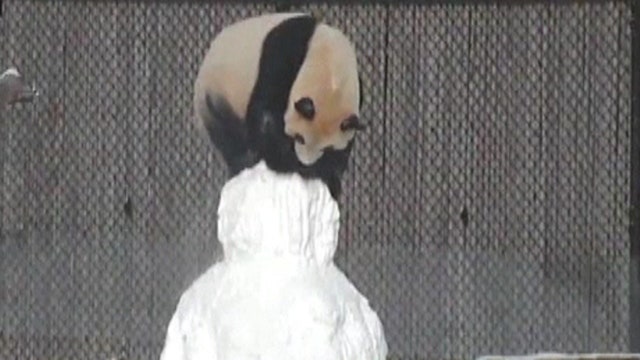 Panda plays with, beheads snowman at Toronto Zoo