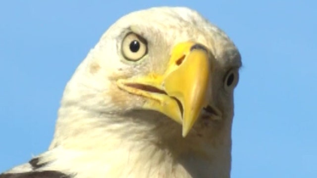 Bald eagle flies to freedom in Virginia