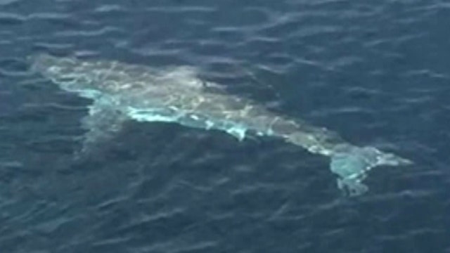 Catch of the day: Fisherman hooks monster shark