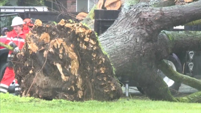 Massive fallen tree nearly flattens mini-van
