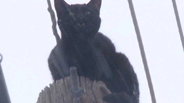 'Sparky' the cat rescued after two cold days atop power pole