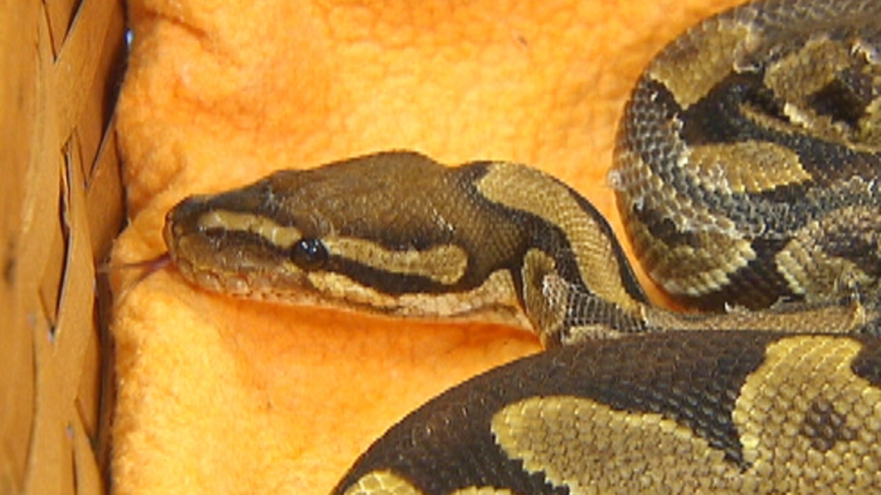 Can a snake be used as a therapy pet?