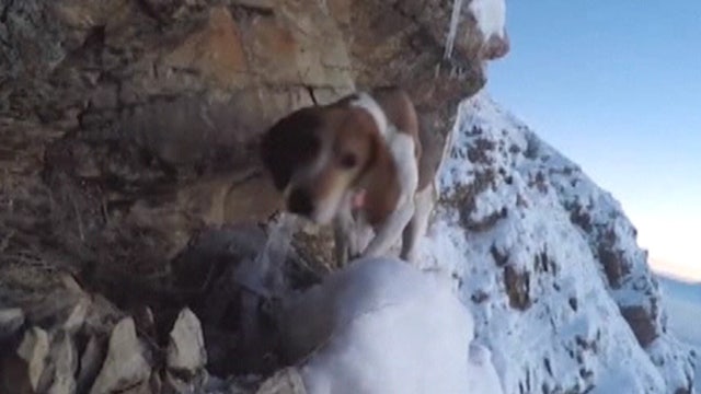 Dog gets miraculous rescue