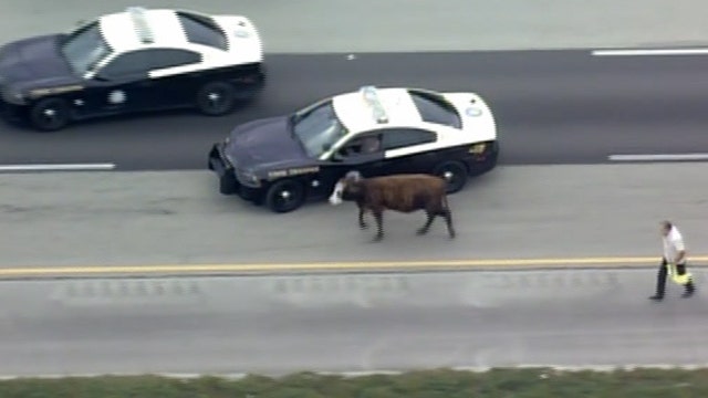 Cow stops traffic on Florida turnpike