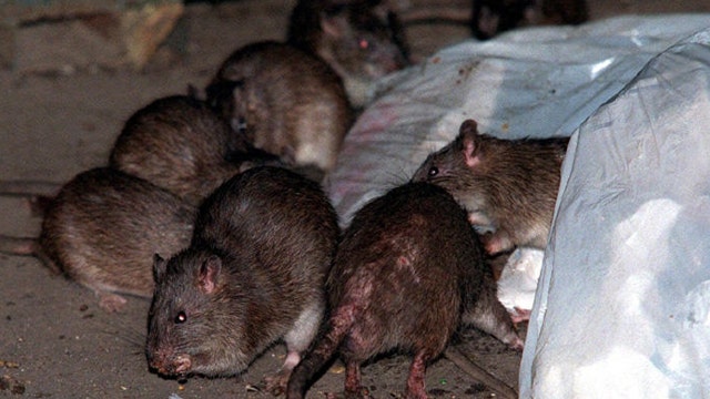 Philadelphia leads nation in rodent infestation