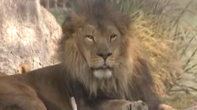 Call of the wild: Lion's territorial roar goes viral