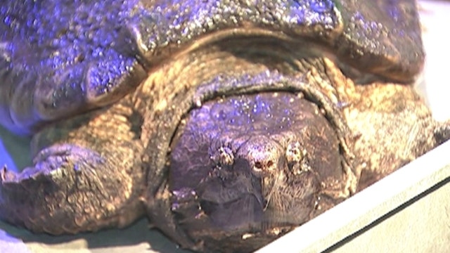 Endangered turtle gets new home