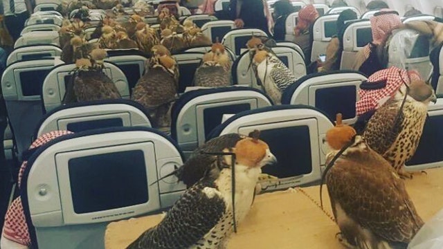 Even falcons need passports to fly... on planes