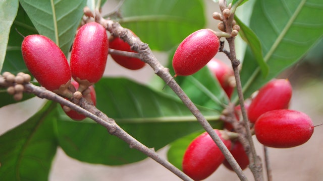 Taste-altering fruit good for dieting? 