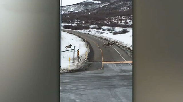 Wayward elk herd closes highway