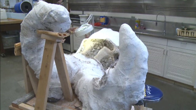 Massive mammoth skull a missing link?
