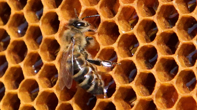 Loss of the honey bee could mean trouble for some crops