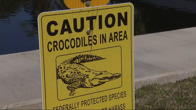 Community on edge after crocodile attacks family dog