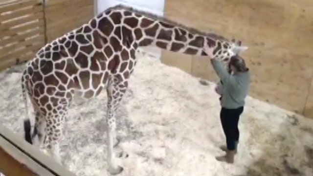 Pregnant giraffe comforted by caring zookeeper