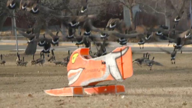 The Goosinator helps keep Denver parks free of goose poop