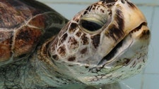 030617_sea_turtle_1280.jpg?tl=1&ve=1