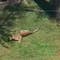 Crews work to corral mountain lion that triggered high school campus lockdown