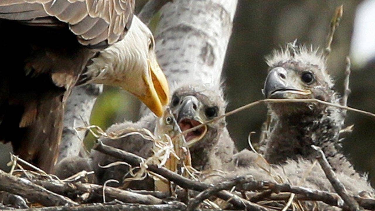 2 baby bald eagles get new names Freedom and Liberty