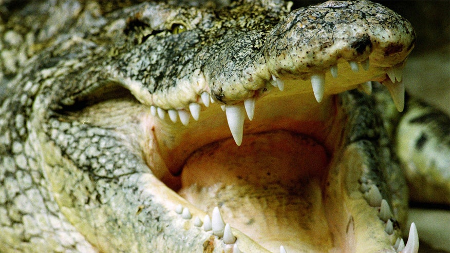 Nile crocodiles captured in South Florida still have scientists seeking