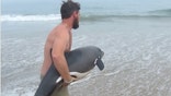 Hero carries stranded dolphin back into ocean