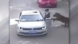 Tiger caught on video attacking woman at China wildlife park