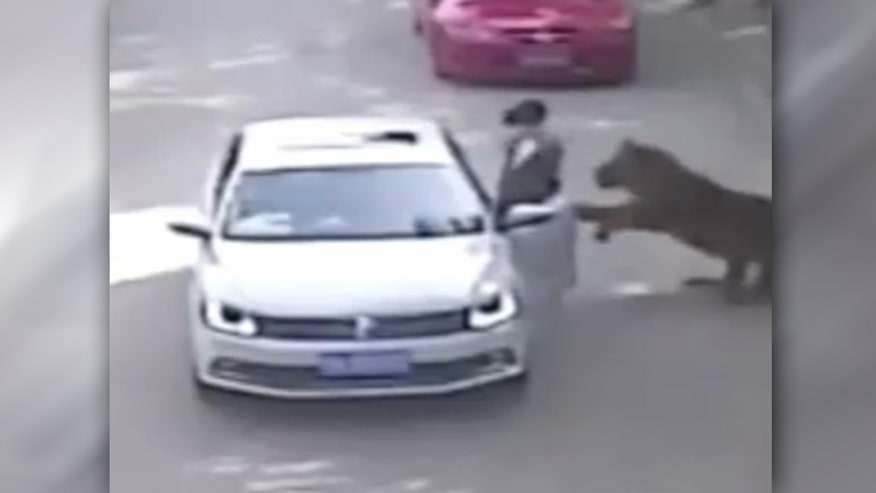 Raw video: Surveillance camera captures moment big cat attacks woman in Beijing