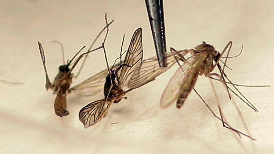 Florida confirms 5 new cases of Zika, 1 reported outside transmission zones