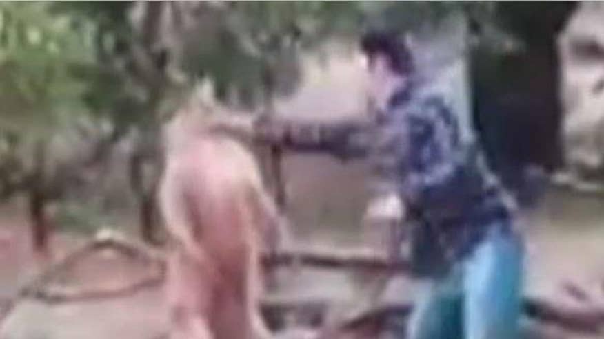kangaroo with in headlock zookeeper s punch scares kangaroo that held in headlock fox news kangaroo with in headlock zookeeper s punch scares kangaroo that held in headlock fox news