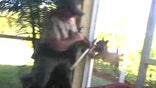 Rabid bobcat attacks wildlife officer