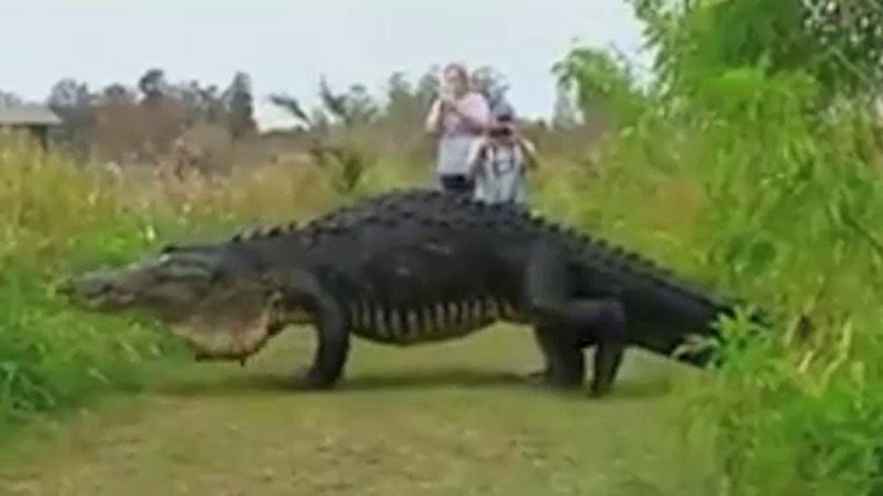 Huge gator spotted taking stroll in Florida reserve