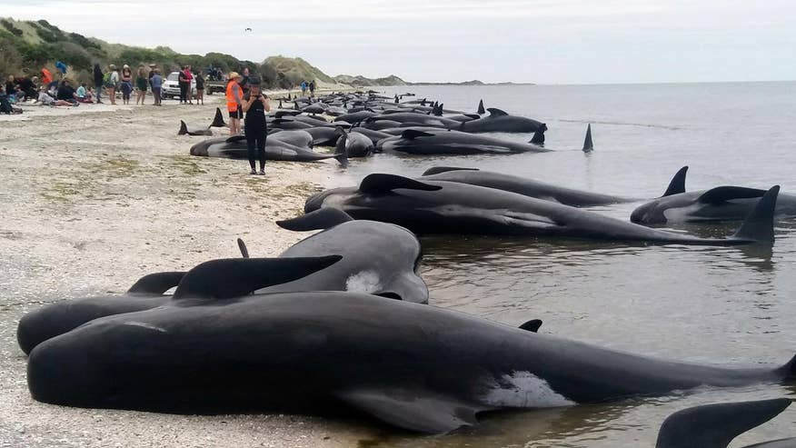 Image result for 400 whales stranded, 275 die on New Zealand beach