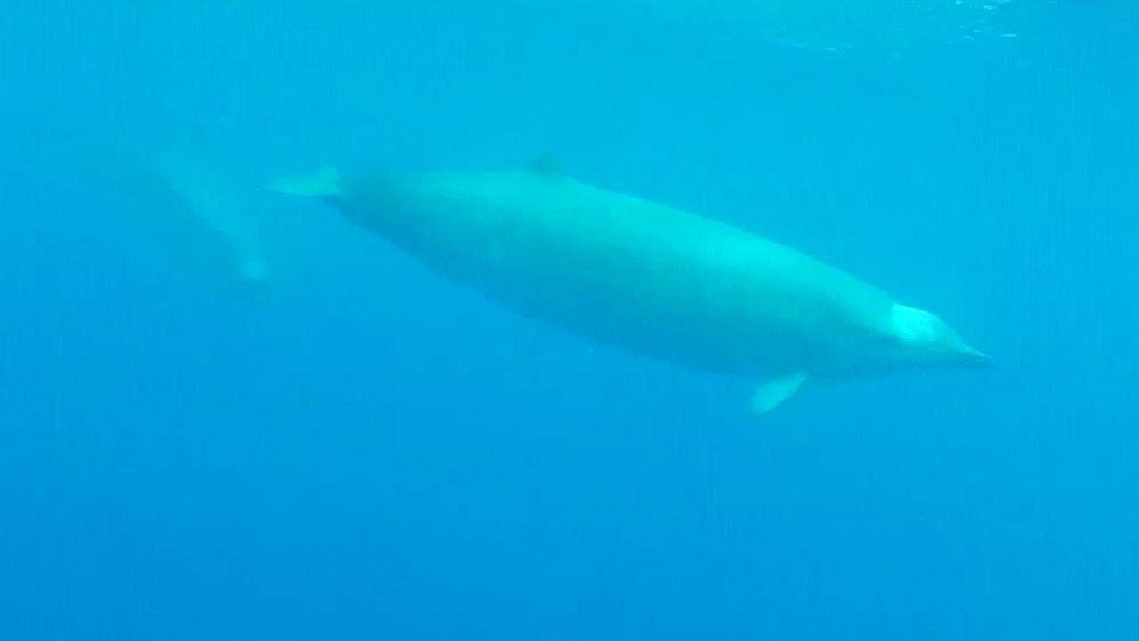 Underwater video from 2013 ended up capturing an elusive whale