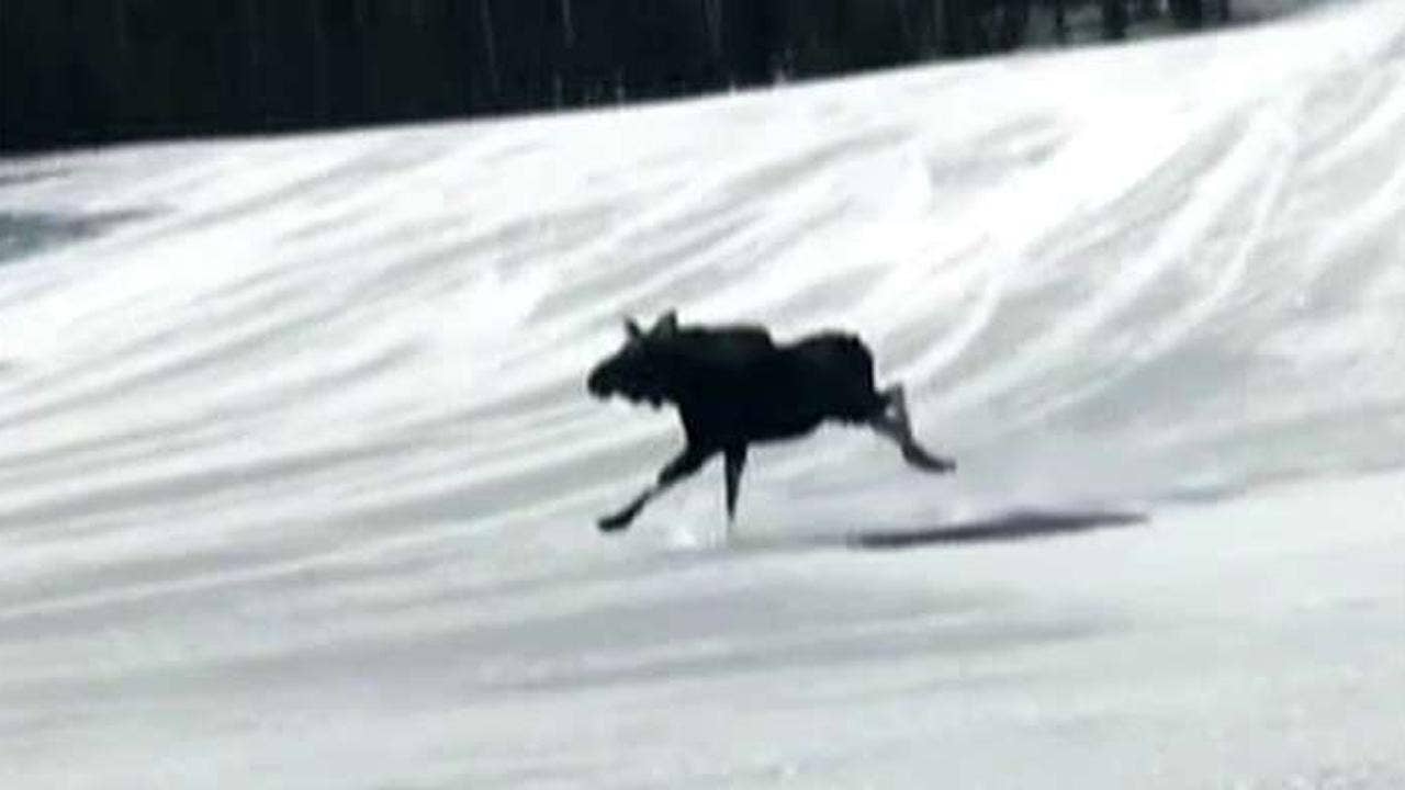 Moose spotted hitting slopes at Colorado ski resort