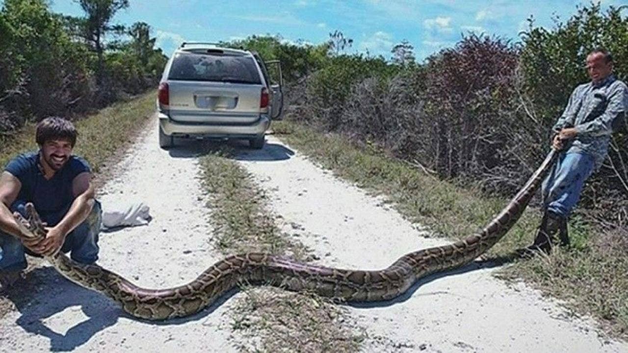 Python hunters capture 15foot snake in Florida Everglades Fox News